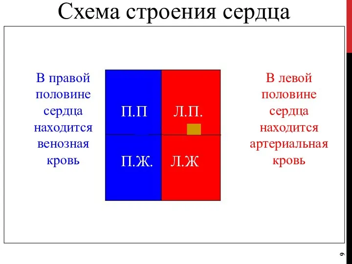 Схема строения сердца П.П Л.П. П.Ж. Л.Ж В левой половине сердца находится