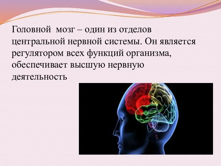 Головной мозг – один из отделов центральной нервной системы. Он является регулятором