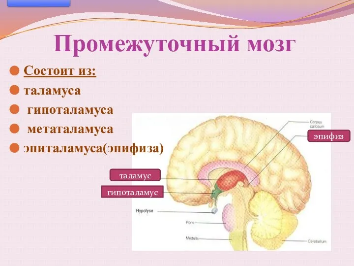 Промежуточный мозг Состоит из: таламуса гипоталамуса метаталамуса эпиталамуса(эпифиза) таламус гипоталамус эпифиз