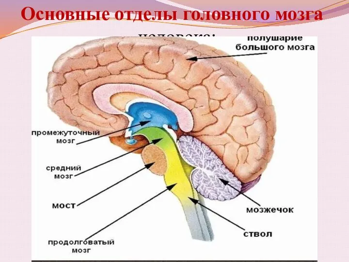 Основные отделы головного мозга человека: