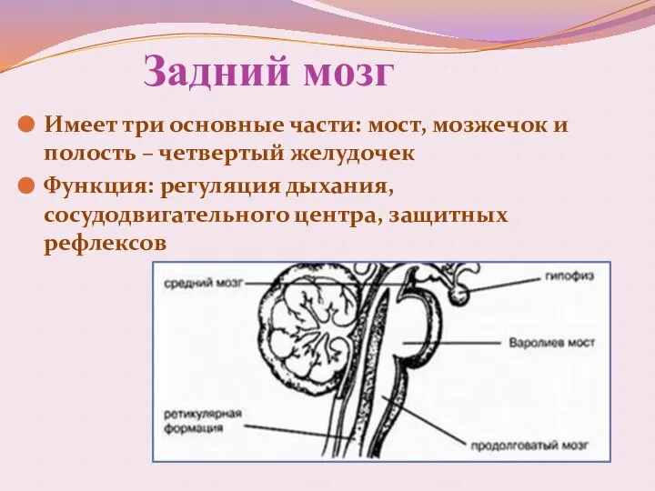 Задний мозг Имеет три основные части: мост, мозжечок и полость – четвертый