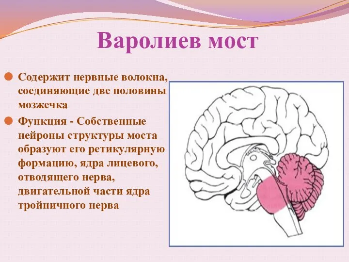 Варолиев мост Содержит нервные волокна, соединяющие две половины мозжечка Функция - Собственные