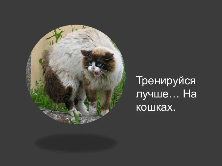 Тренируйся лучше… На кошках.