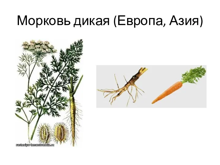 Морковь дикая (Европа, Азия)