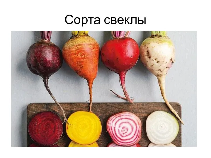 Сорта свеклы