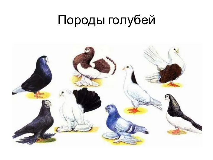 Породы голубей