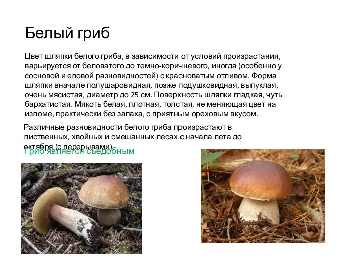 Белый гриб Цвет шляпки белого гриба, в зависимости от условий произрастания, варьируется