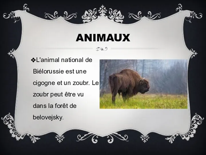 L'animal national de Biélorussie est une cigogne et un zoubr. Le zoubr