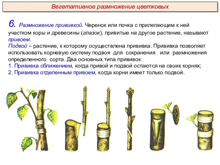 6. Размножение прививкой. Черенок или почка с прилегающим к ней участком коры