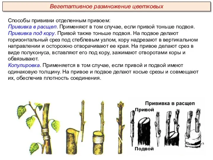 Способы прививки отделенным привоем: Прививка в расщеп. Применяют в том случае, если