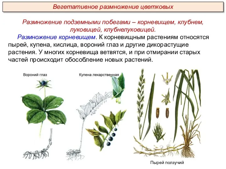 Размножение подземными побегами – корневищем, клубнем, луковицей, клубнелуковицей. Размножение корневищем. К корневищным