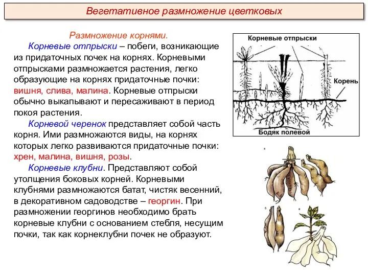 Размножение корнями. Корневые отпрыски – побеги, возникающие из придаточных почек на корнях.