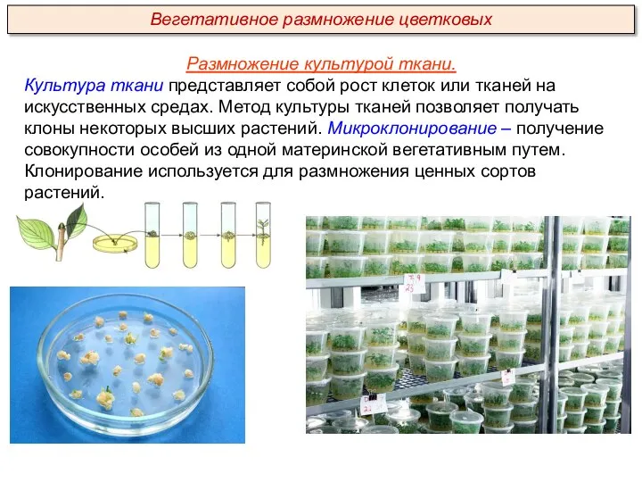 Размножение культурой ткани. Культура ткани представляет собой рост клеток или тканей на