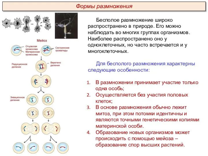 Бесполое размножение широко распространено в природе. Его можно наблюдать во многих группах