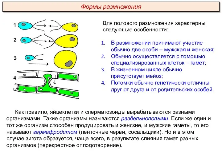 Для полового размножения характерны следующие особенности: В размножении принимают участие обычно две