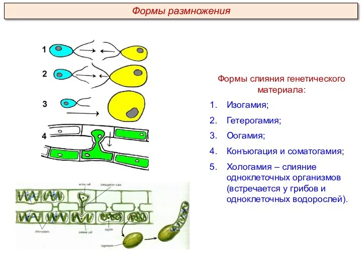 Формы слияния генетического материала: Изогамия; Гетерогамия; Оогамия; Конъюгация и соматогамия; Хологамия –