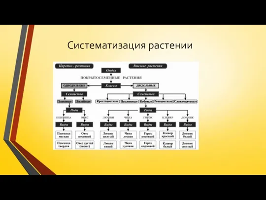 Систематизация растении