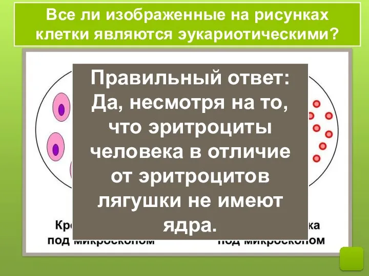 Все ли изображенные на рисунках клетки являются эукариотическими? Правильный ответ: Да, несмотря