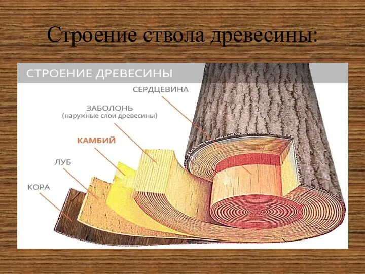 Строение ствола древесины: