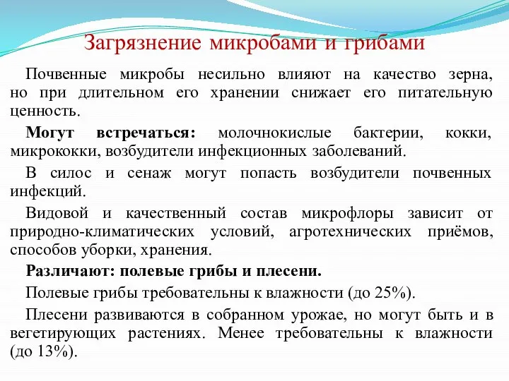 Загрязнение микробами и грибами Почвенные микробы несильно влияют на качество зерна, но