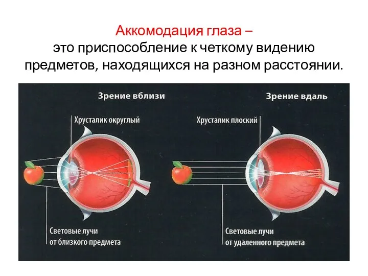 Аккомодация глаза – это приспособление к четкому видению предметов, находящихся на разном расстоянии.