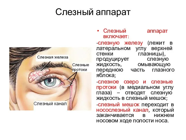 Слезный аппарат Слезный аппарат включает: -слезную железу (лежит в латеральном углу верхней