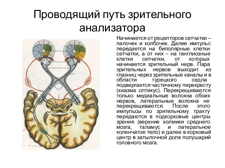 Проводящий путь зрительного анализатора Начинается от рецепторов сетчатки – палочек и колбочек.