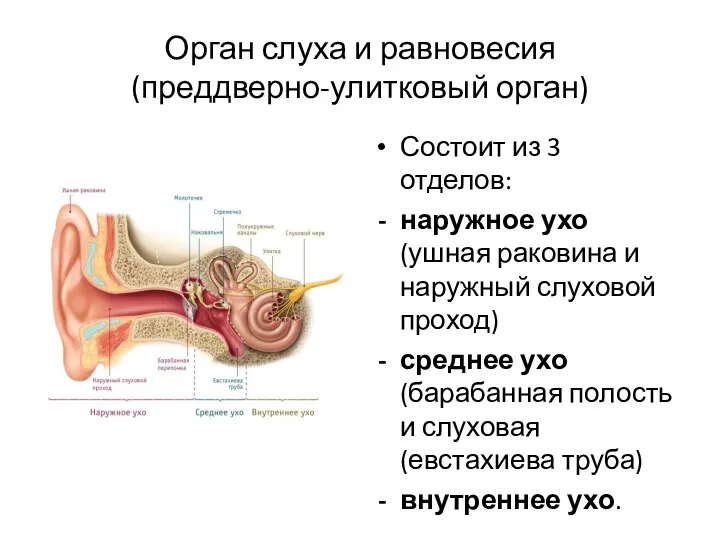 Орган слуха и равновесия (преддверно-улитковый орган) Состоит из 3 отделов: наружное ухо