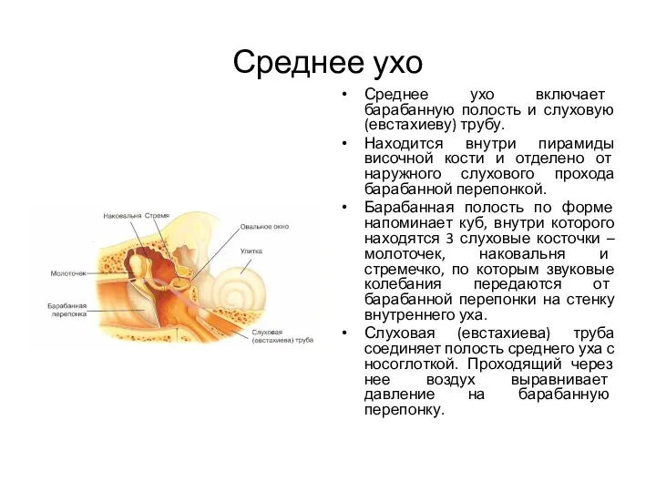 Среднее ухо Среднее ухо включает барабанную полость и слуховую (евстахиеву) трубу. Находится