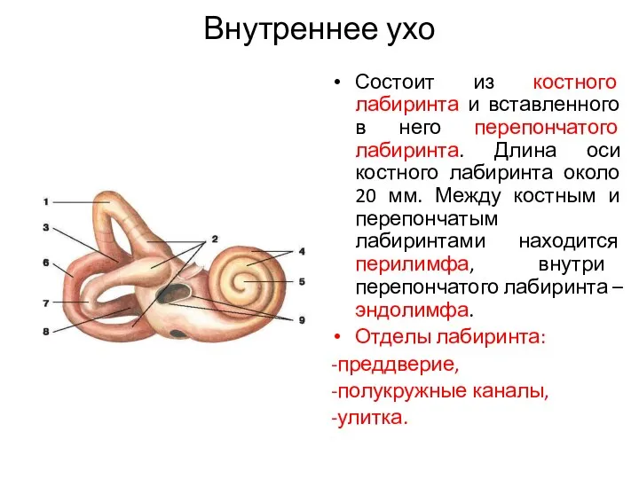 Внутреннее ухо Состоит из костного лабиринта и вставленного в него перепончатого лабиринта.