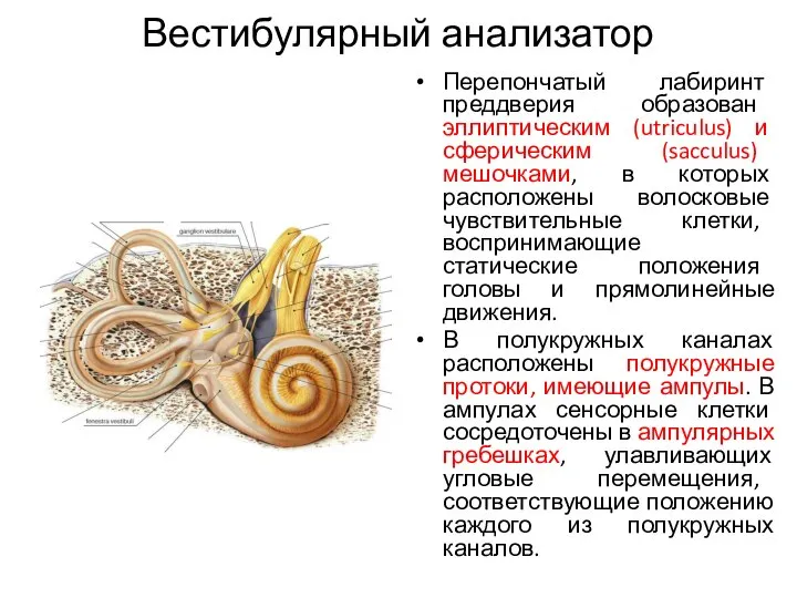 Вестибулярный анализатор Перепончатый лабиринт преддверия образован эллиптическим (utriculus) и сферическим (sacculus) мешочками,