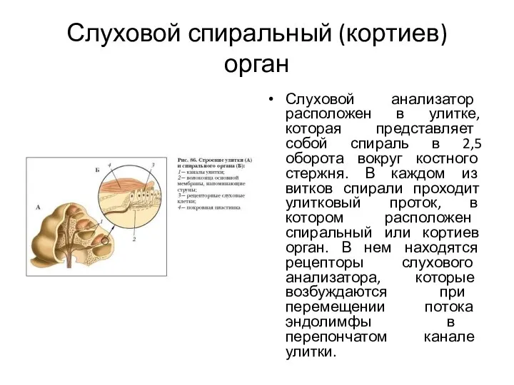 Слуховой спиральный (кортиев) орган Слуховой анализатор расположен в улитке, которая представляет собой