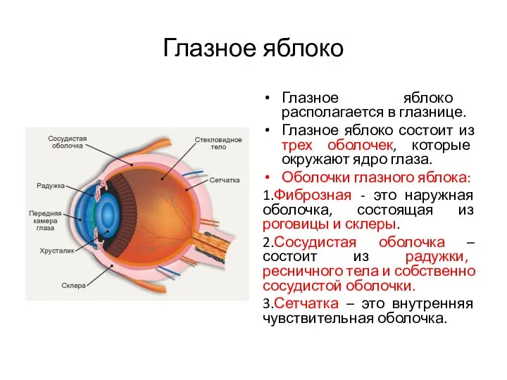 Глазное яблоко Глазное яблоко располагается в глазнице. Глазное яблоко состоит из трех