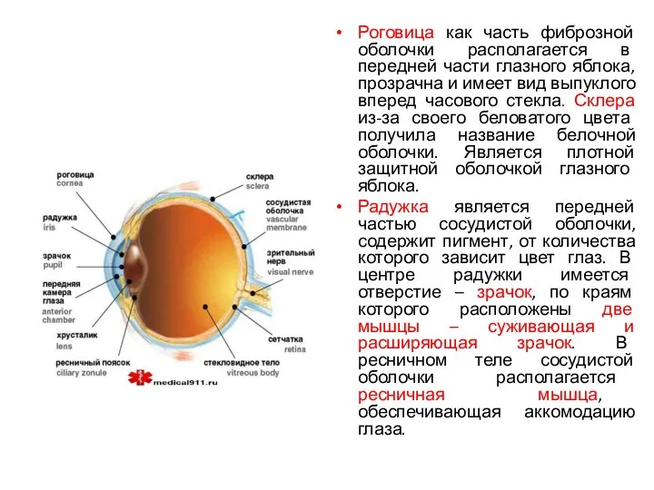 Роговица как часть фиброзной оболочки располагается в передней части глазного яблока, прозрачна