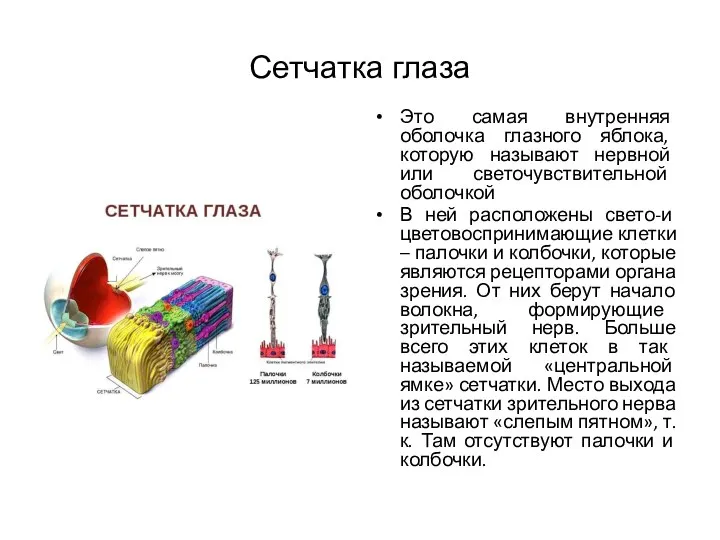 Сетчатка глаза Это самая внутренняя оболочка глазного яблока, которую называют нервной или