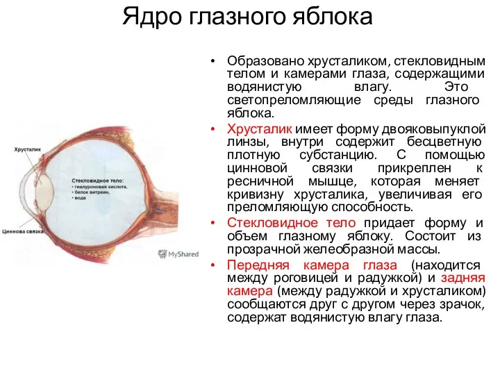 Ядро глазного яблока Образовано хрусталиком, стекловидным телом и камерами глаза, содержащими водянистую