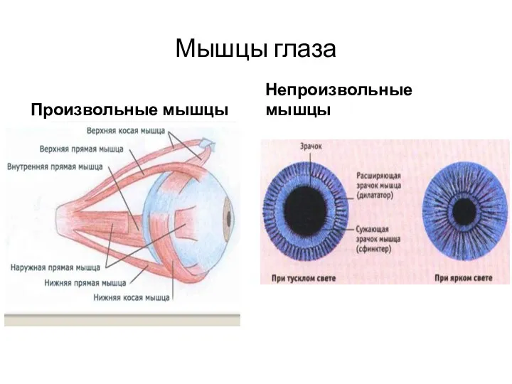 Мышцы глаза Произвольные мышцы Непроизвольные мышцы