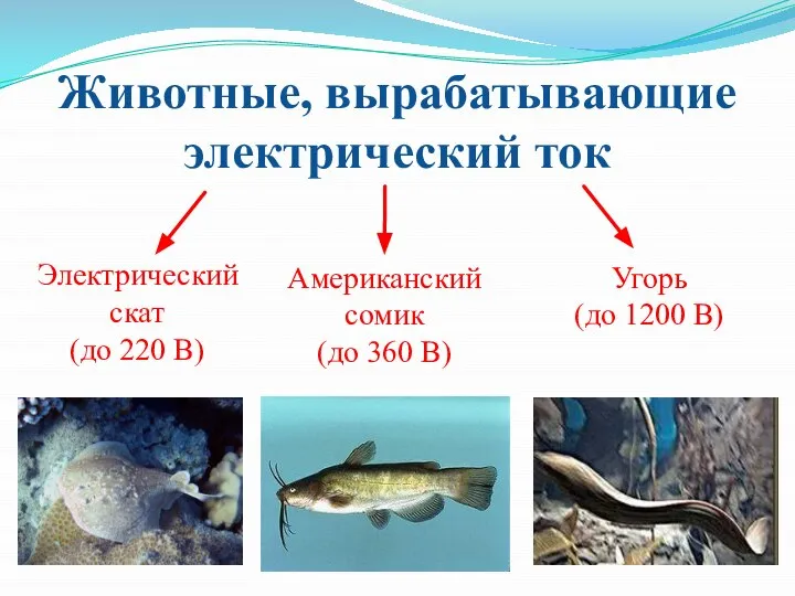 Животные, вырабатывающие электрический ток Электрический скат (до 220 В) Американский сомик (до