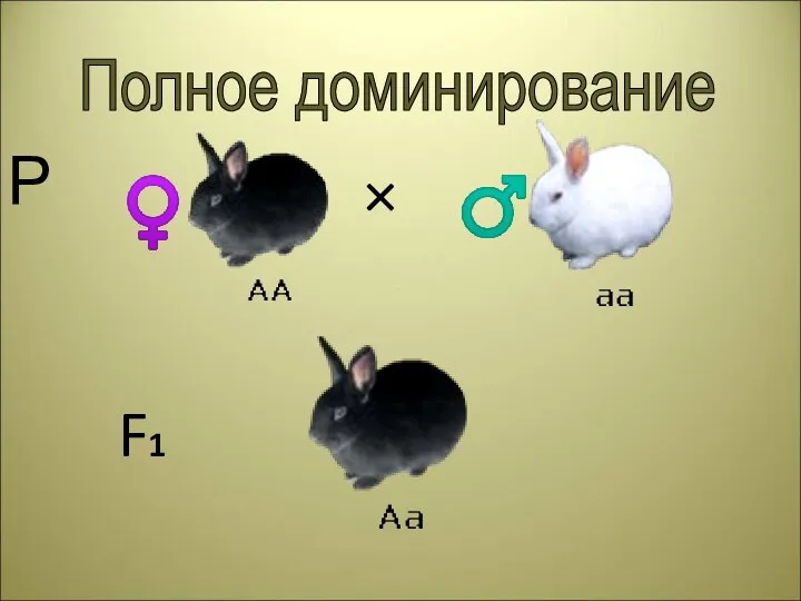 Полное доминирование Р × F1 ♀ ♂