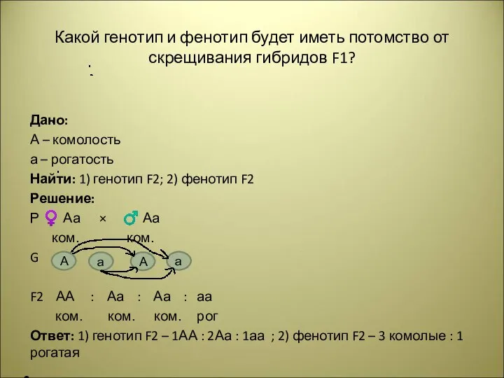 Какой генотип и фенотип будет иметь потомство от скрещивания гибридов F1? Дано: