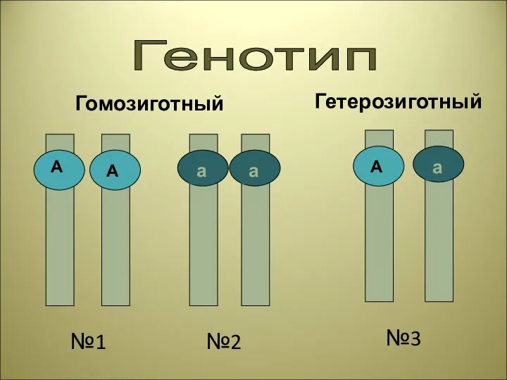 Генотип Гомозиготный Гетерозиготный №1 №2 №3