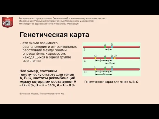 Генетическая карта это схема взаимного расположения и относительных расстояний между генами определённых