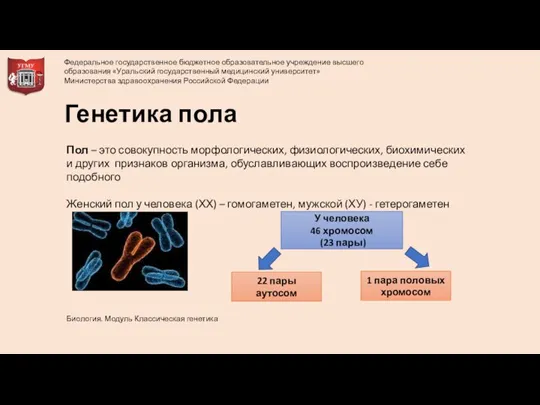 Генетика пола Пол – это совокупность морфологических, физиологических, биохимических и других признаков