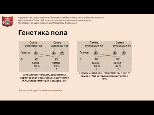 Генетика пола Для млекопитающих, дрозофилы характерен гомогаметный пол у самок (ХХ), гетерогаметный