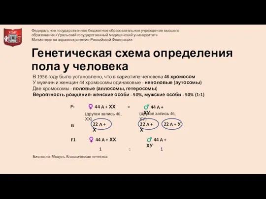 Генетическая схема определения пола у человека В 1956 году было установлено, что