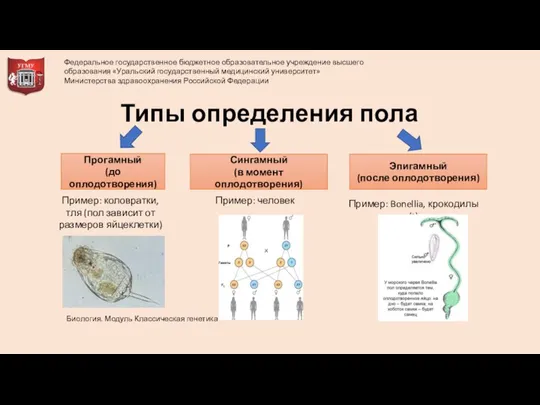 Типы определения пола Пример: коловратки, тля (пол зависит от размеров яйцеклетки) Пример: