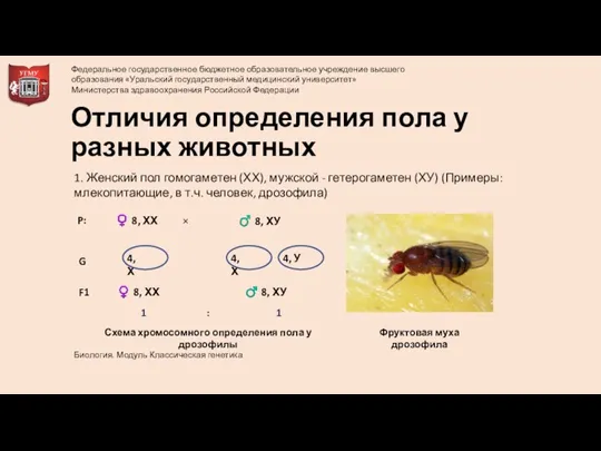 Отличия определения пола у разных животных 1. Женский пол гомогаметен (ХХ), мужской