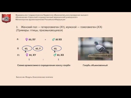 3. Женский пол — гетерогаметен (ХY), мужской — гомогаметен (ХХ) (Примеры: птицы,