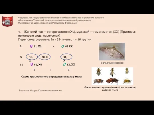 4. Женский пол — гетерогаметен (Х0), мужской — гомогаметен (ХХ) (Примеры: некоторые