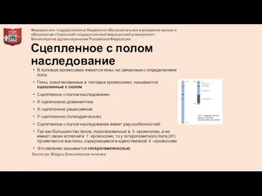 Сцепленное с полом наследование В половых хромосомах имеются гены, не связанные с